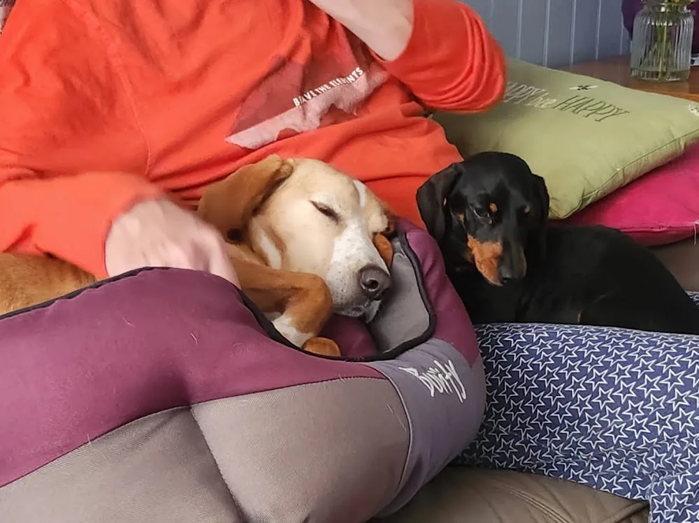 Parsley and Pals Dog Boarding and Day Care - Kent pet otel
