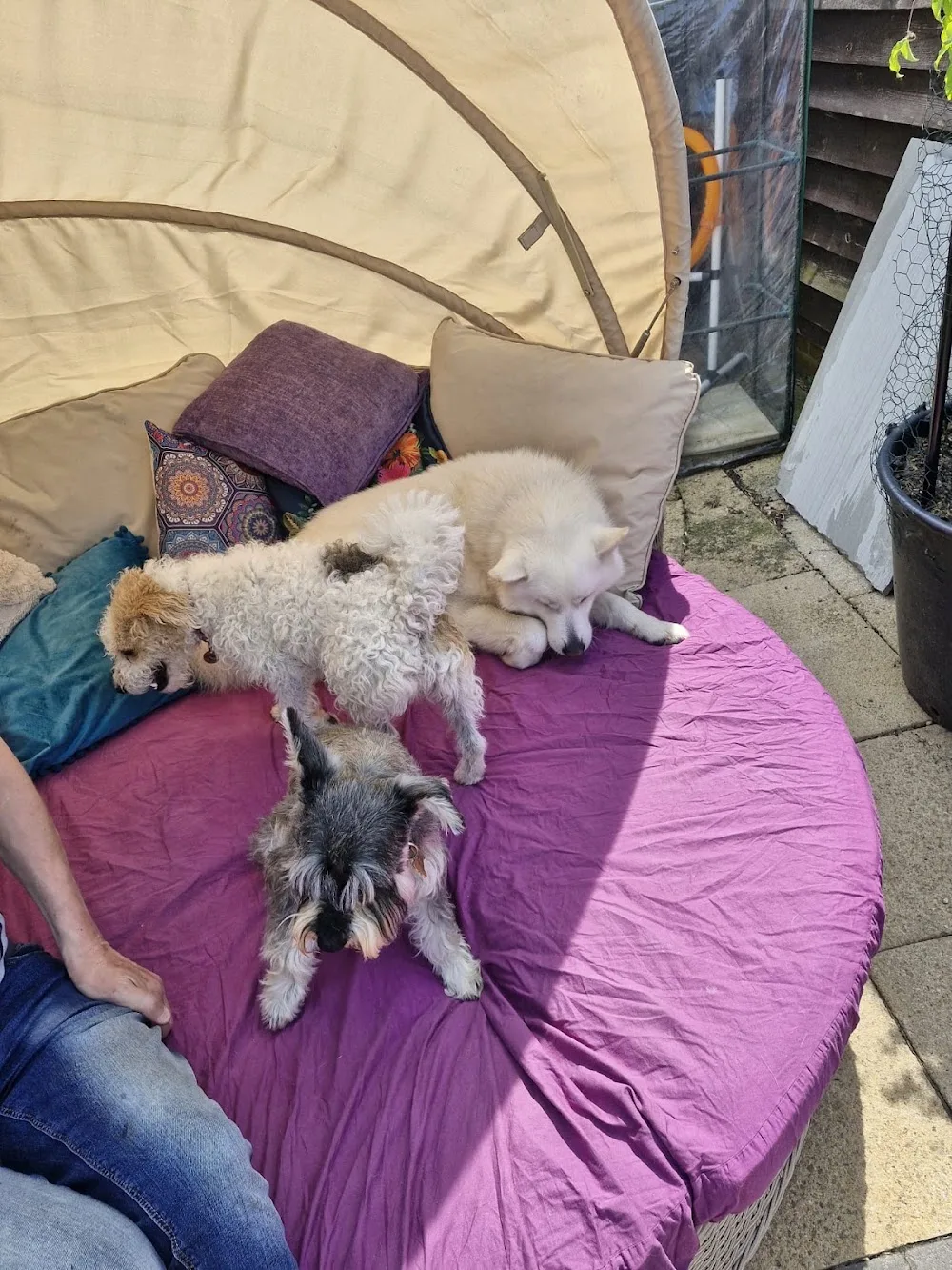 Parsley and Pals Dog Boarding and Day Care - Kent pet otel görseli 3