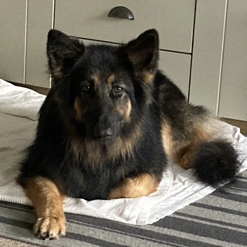 Queensdown Boarding Kennels - Kent pet otel görseli 2
