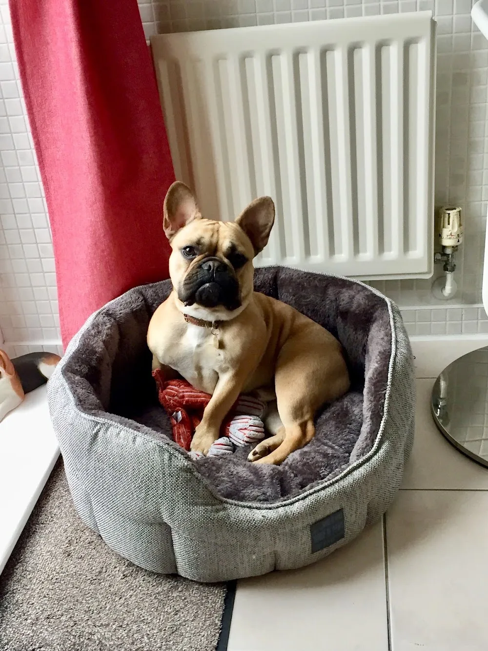 Ruffles Dogs - Kent pet otel görseli 3