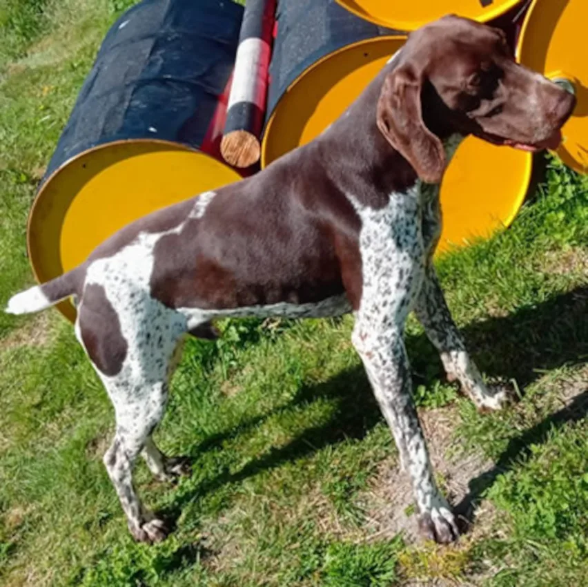 School Lane Kennels - Kent pet otel görseli 3