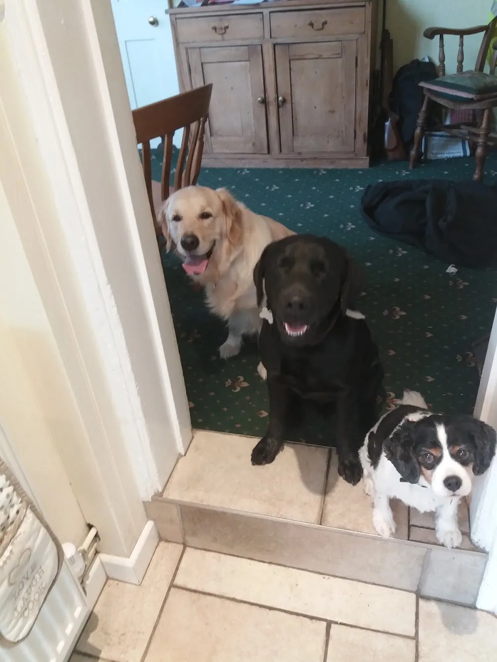 The Otford Boarding Kennels - Kent pet otel görseli 3