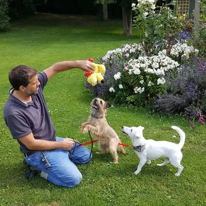Woodlands Pet Care - Boarding Kennels & Cattery - Kent pet otel görseli 3
