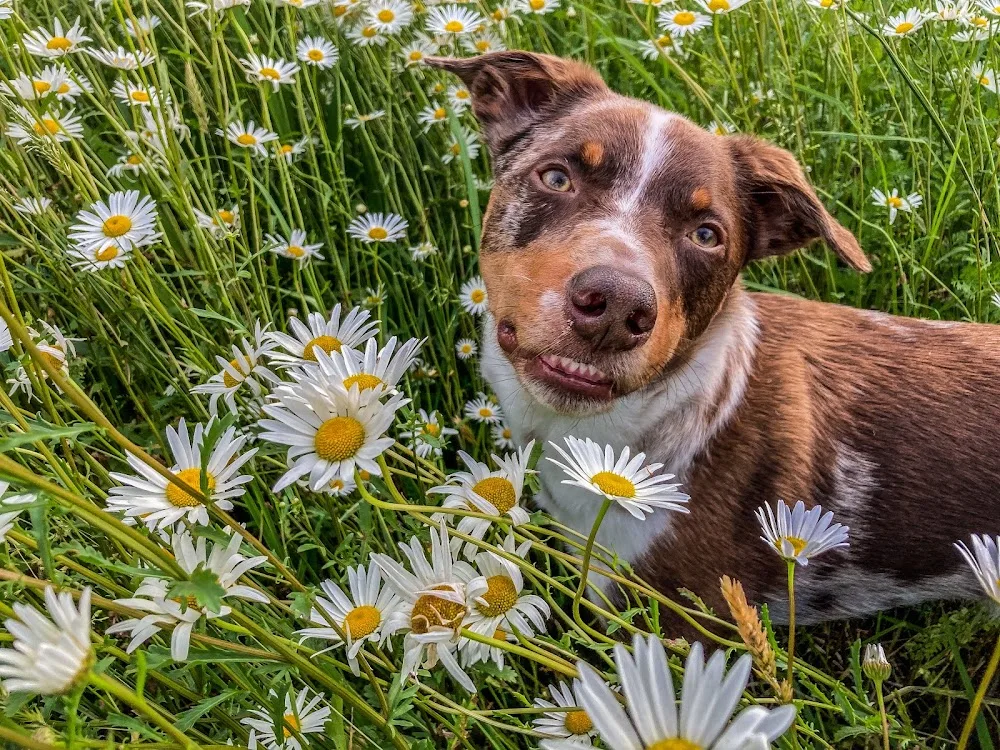 Daisy Downs For Dogs - Kerikeri pet otel