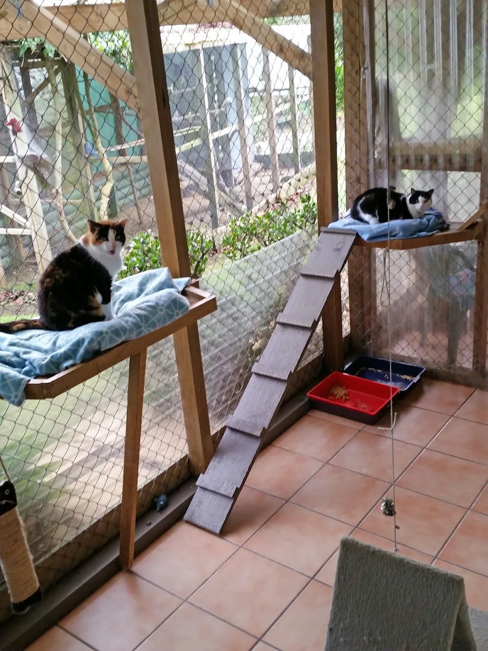 Happy Cat Lodge - boarding cattery - Kerikeri pet otel görseli 3