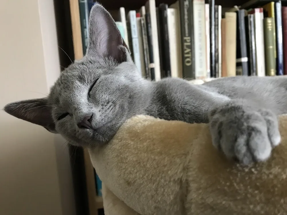 Bluefelines Russian Blue Cattery Ireland - Kerry pet otel