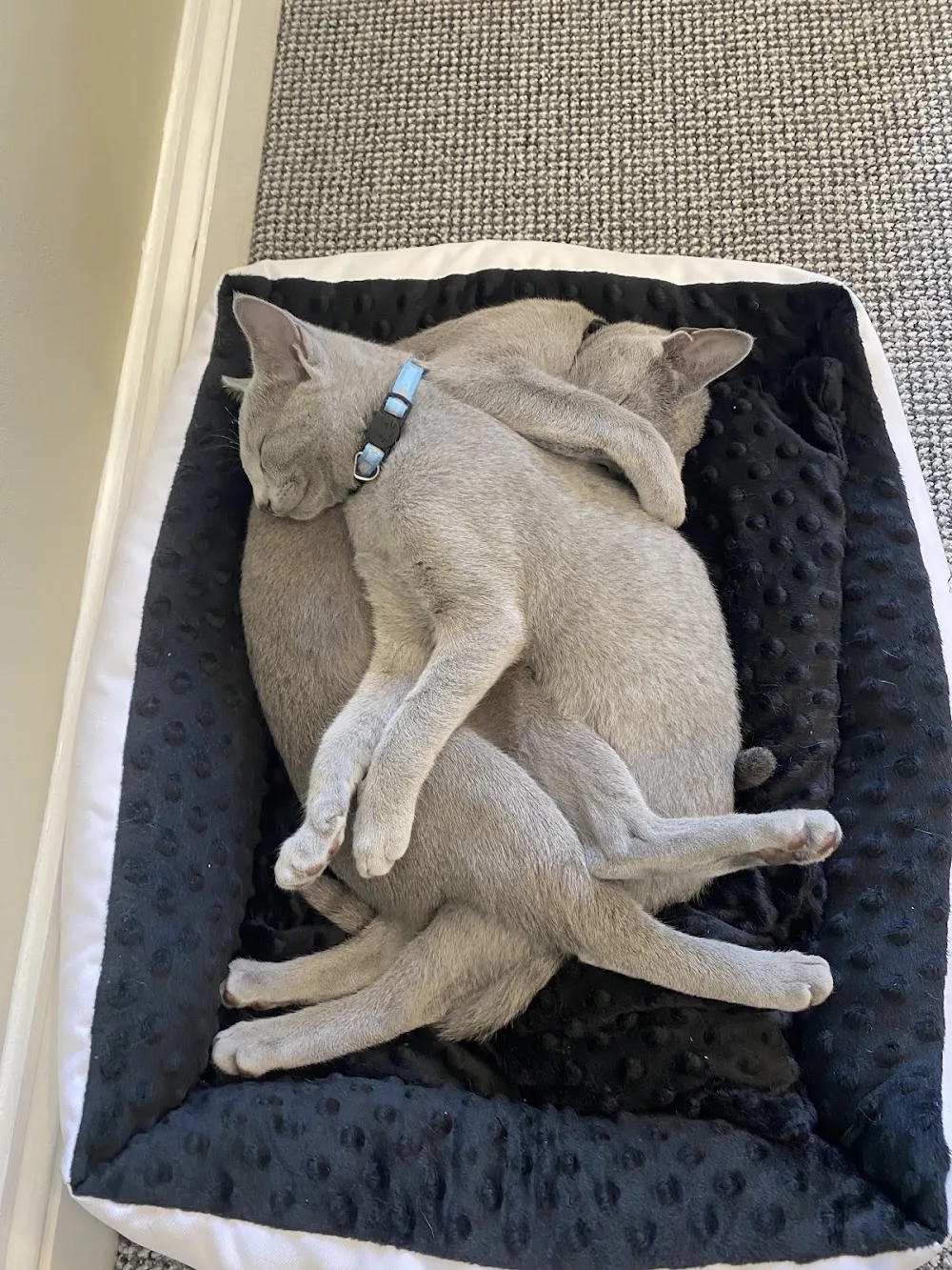 Bluefelines Russian Blue Cattery Ireland - Kerry pet otel görseli 3