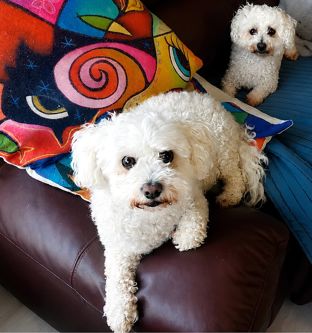 The Bichon Sisters Home Dog Daycare & Boarding - Kerry pet otel görseli 2