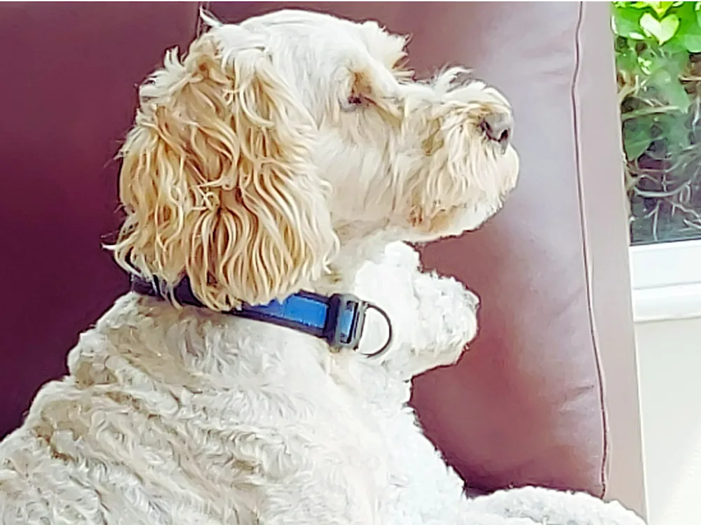 The Bichon Sisters Home Dog Daycare & Boarding - Kerry pet otel görseli 3