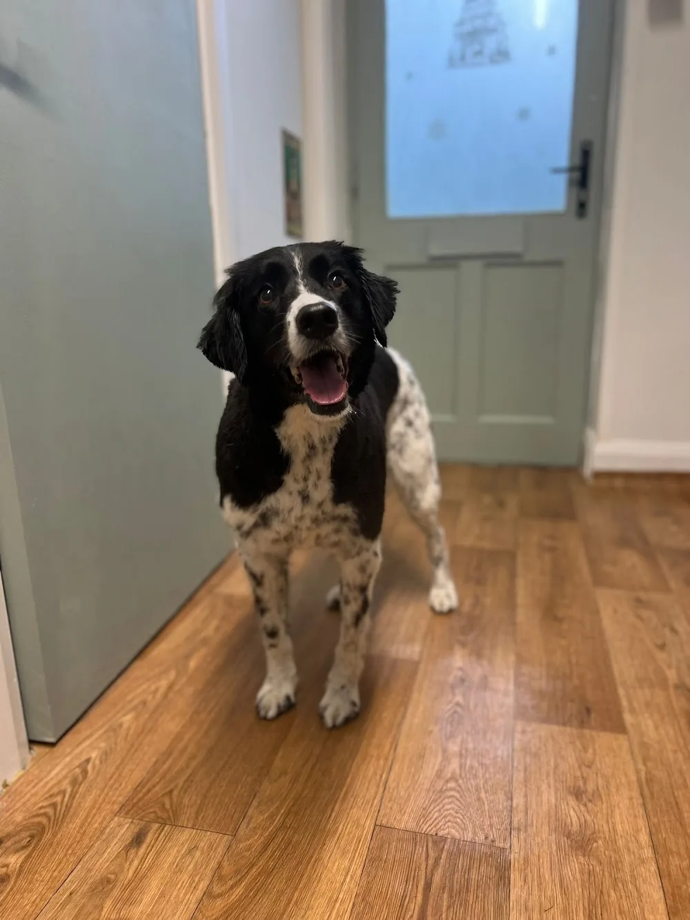 The Dog House Grooming Studio - Kerry pet otel görseli 2