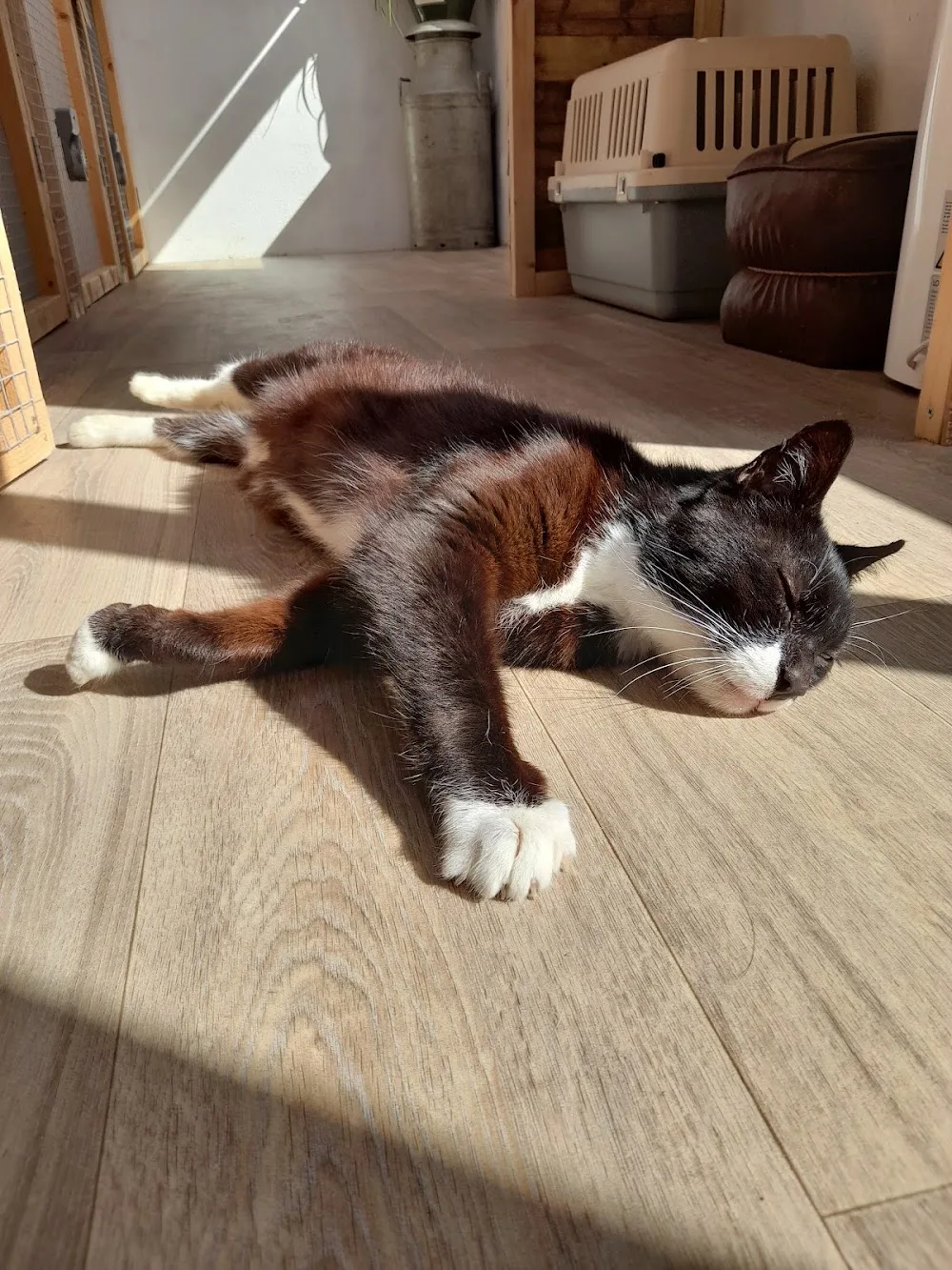 The Old Creamery Cattery - Kerry pet otel görseli 3