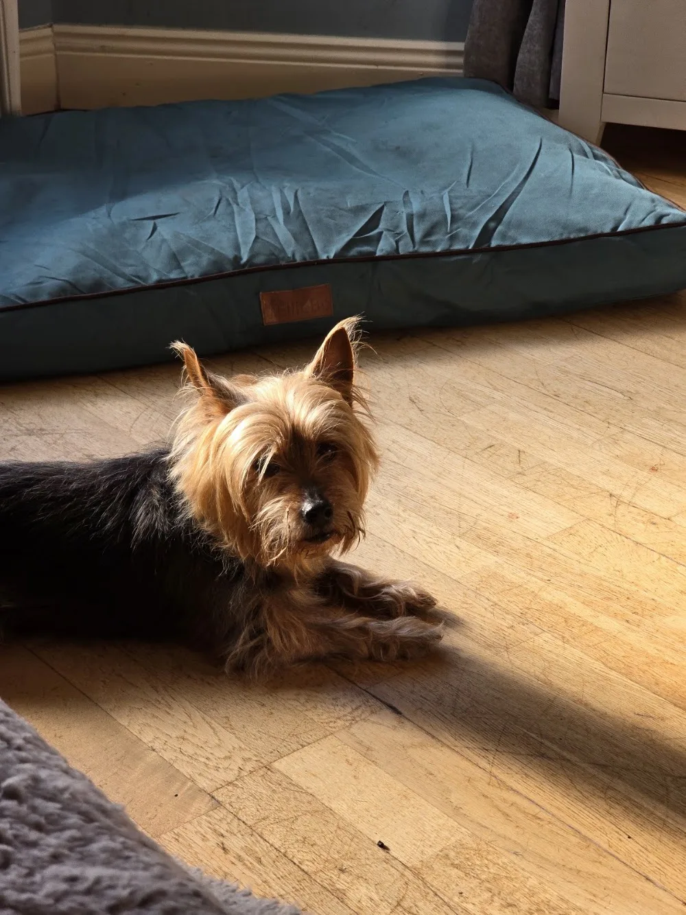 Tralee Boarding Kennels & Cattery @The Granary - Kerry pet otel görseli 3