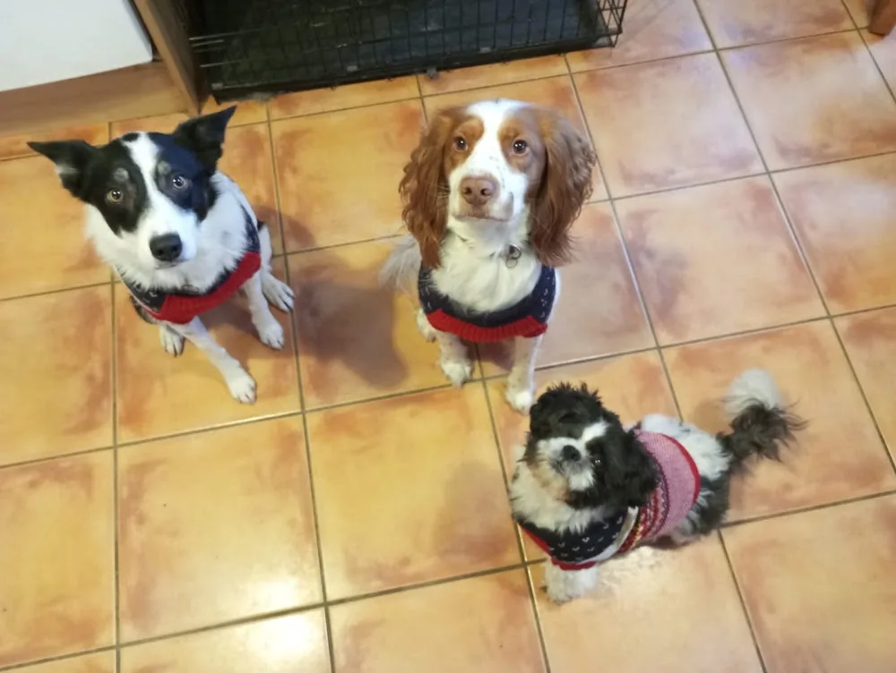Woof Dog Grooming and Boarding Kennels | County Kerry - Kerry pet otel görseli 3