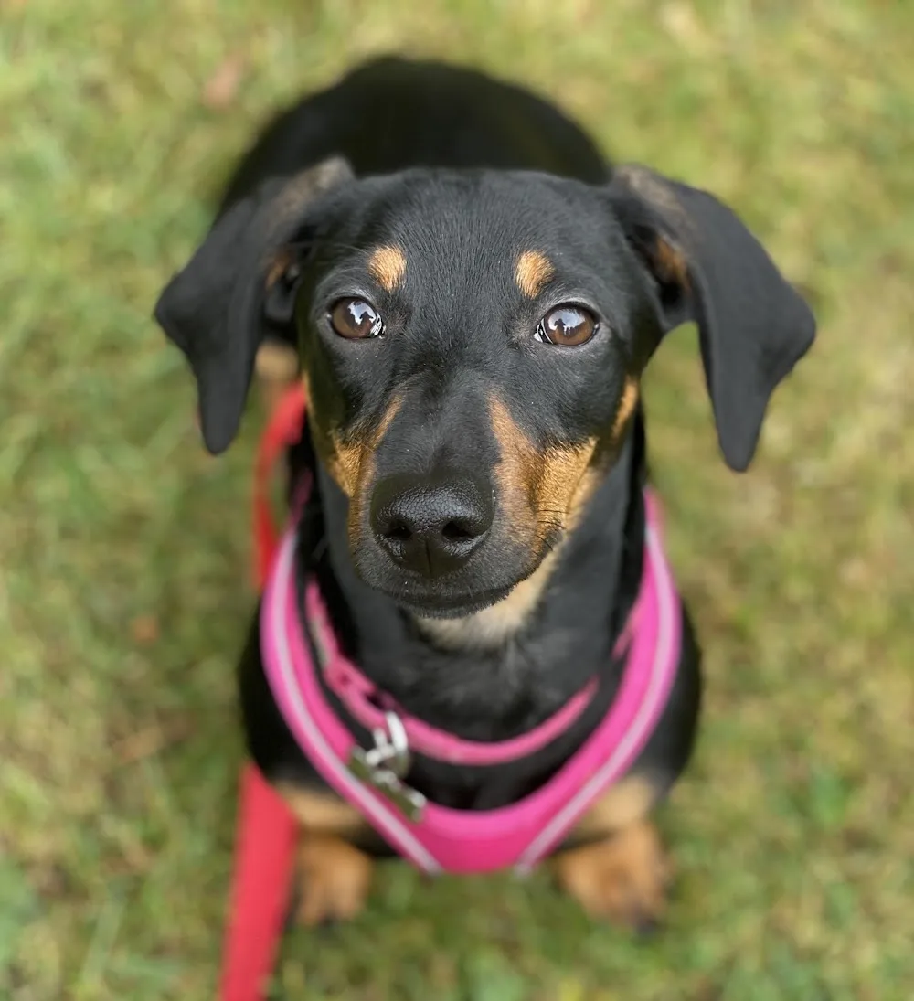 Auntie pams dog daycare and boarding - Kettering pet otel