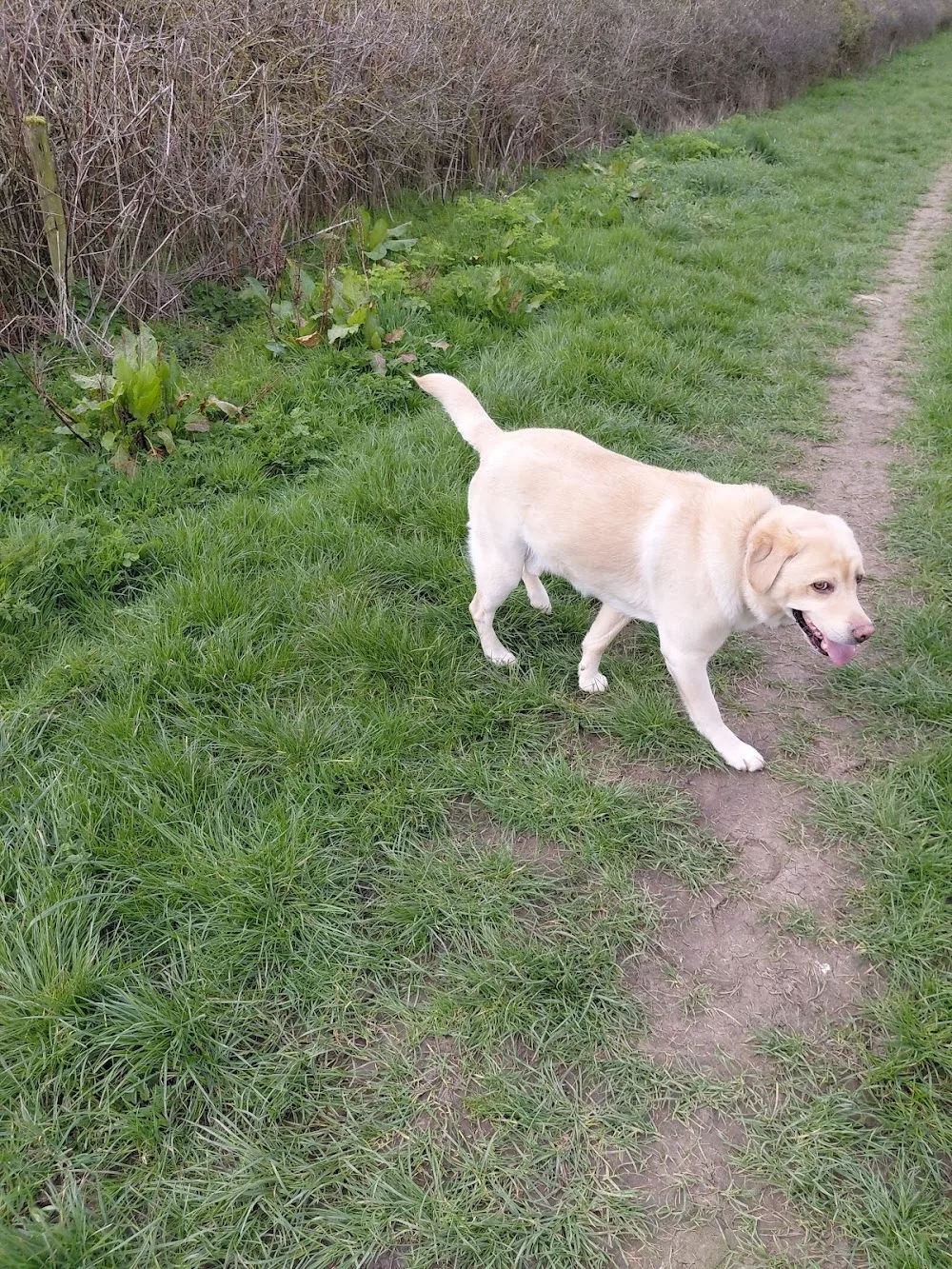 Collaton Kennels Ltd - Kettering pet otel