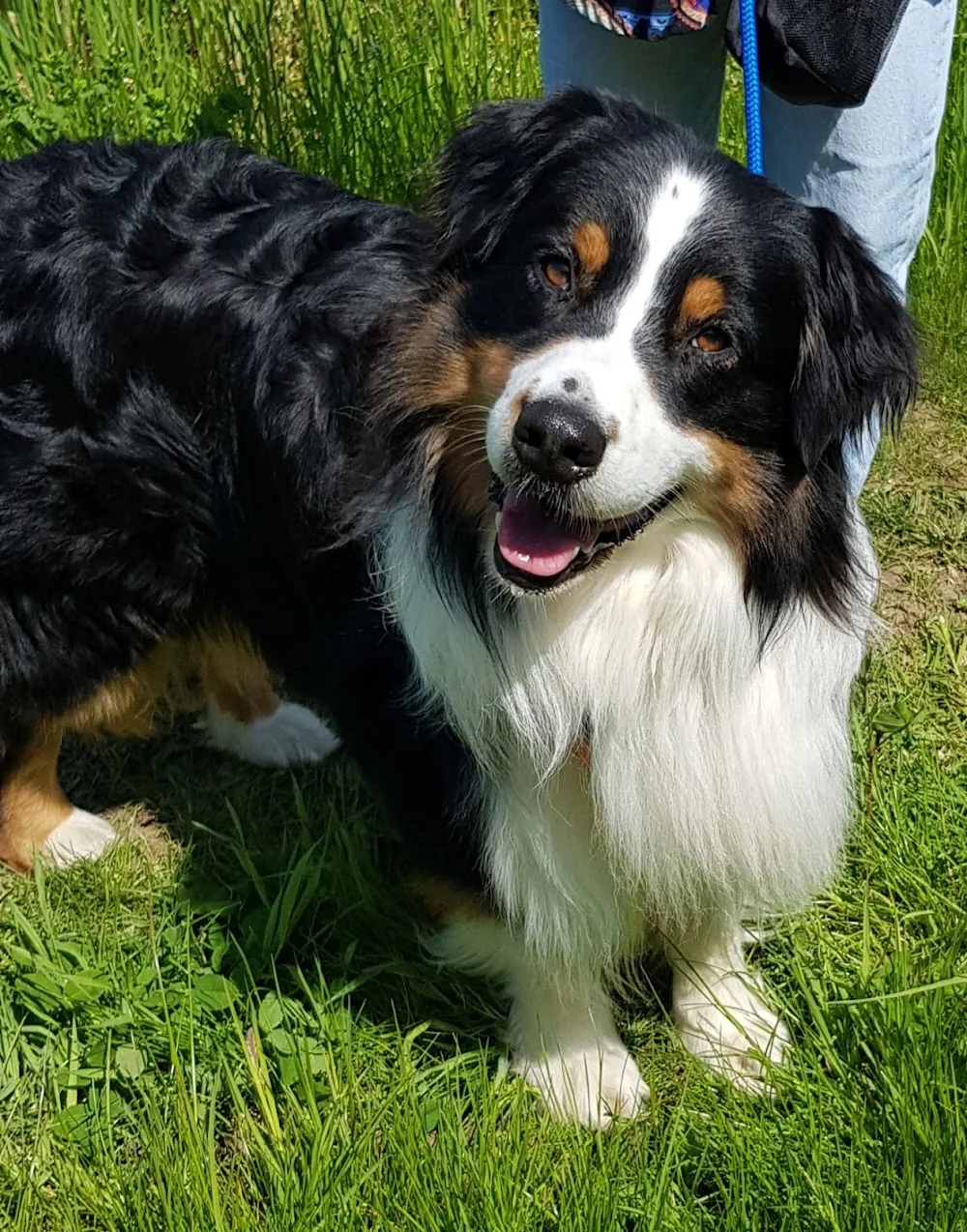 Denford Edge Boarding Kennels - Kettering pet otel görseli 3
