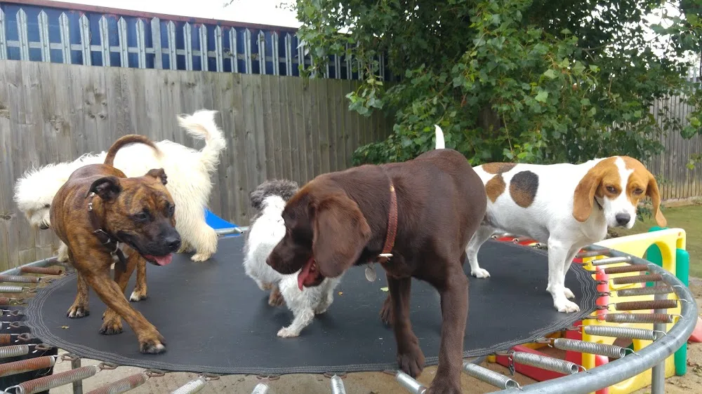 Dog Days Inn Ltd. - Kettering pet otel
