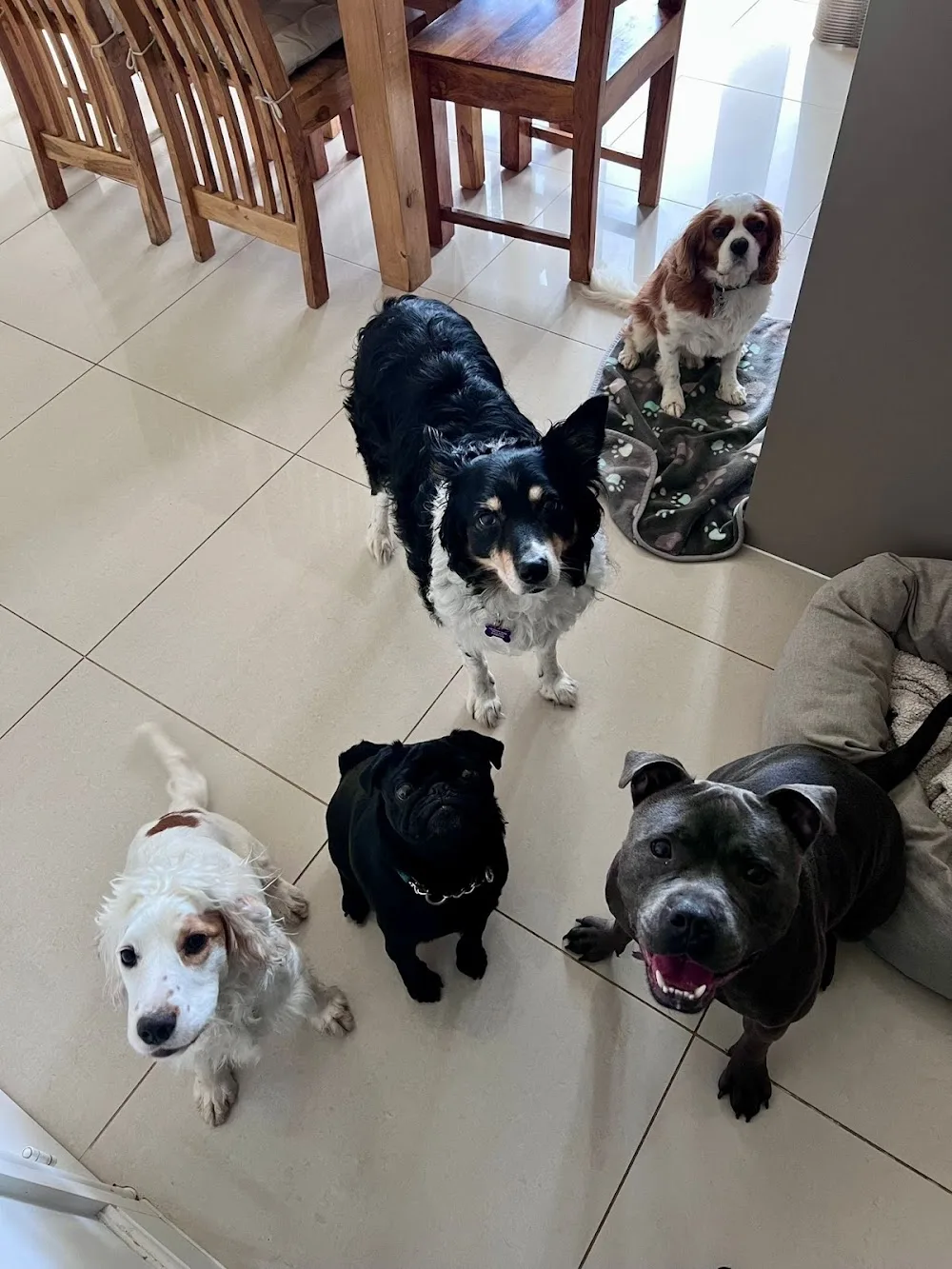 Dog Tails Boarding and Walking - Kettering pet otel görseli 3