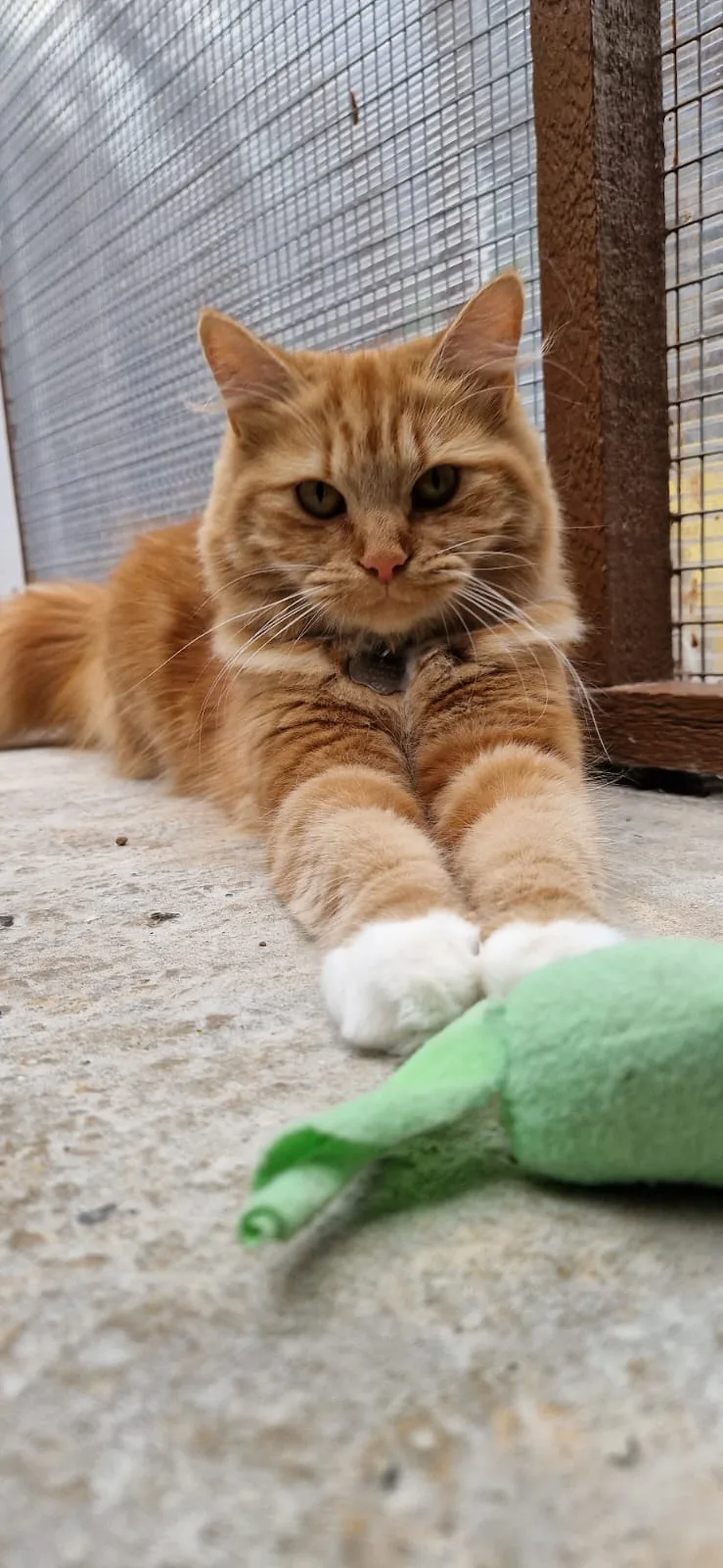 Highlands Boarding Cattery - Kettering pet otel görseli 3