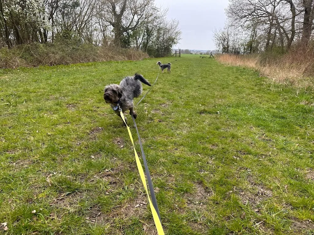Low Farm Equestrian, Dog Paddock, Dog Training, Cattery & Kennels - Kettering pet otel