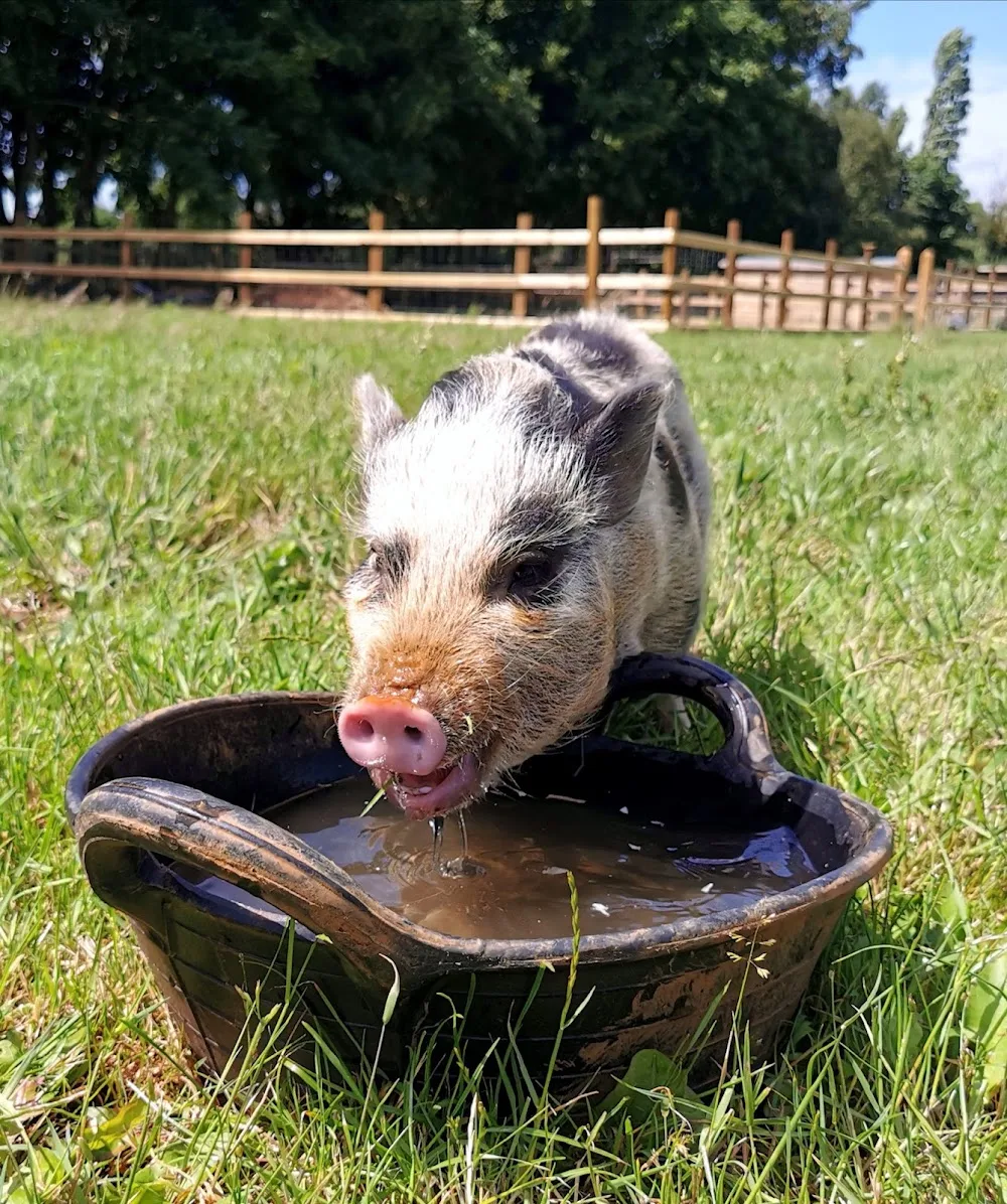 Pampered Pigs - Kettering pet otel görseli 3