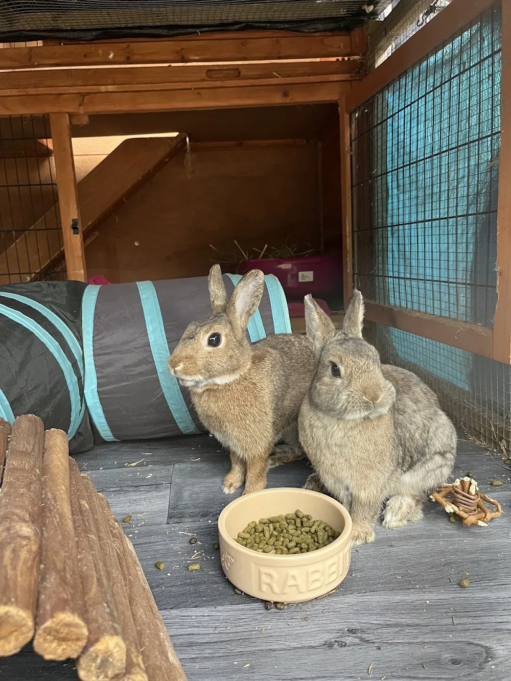 The Hop on Inn - Kettering pet otel görseli 3