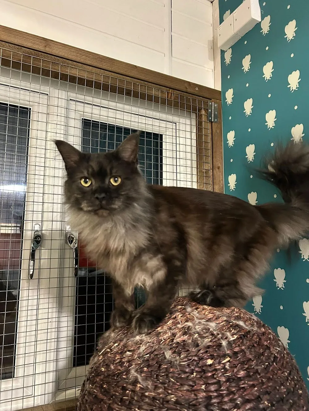 The Regent Street Cattery - Kettering pet otel görseli 3