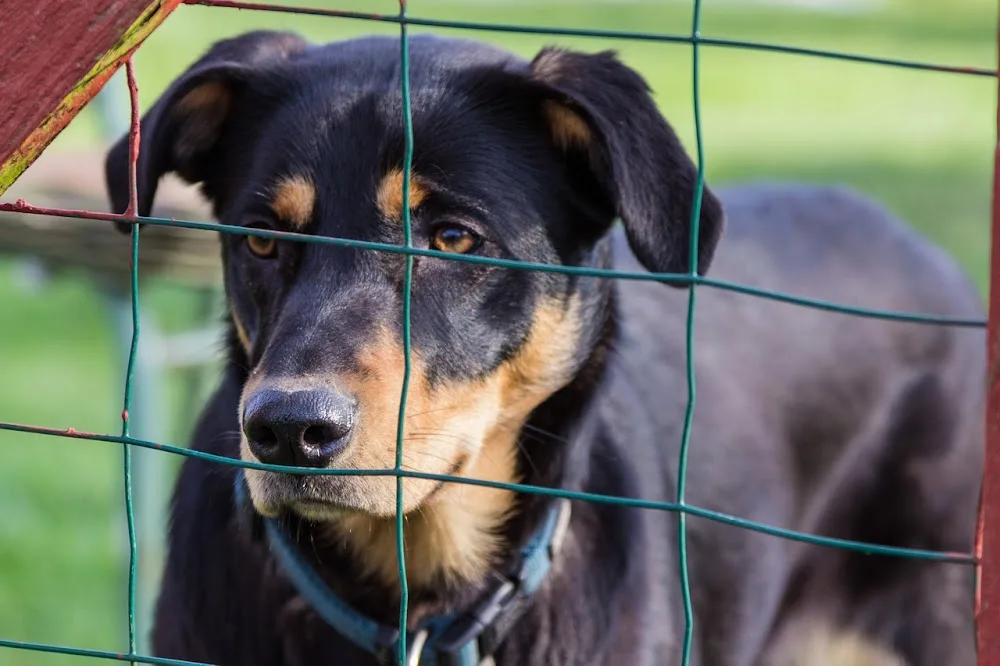 Woofstock Kennels - Kettering pet otel görseli 3