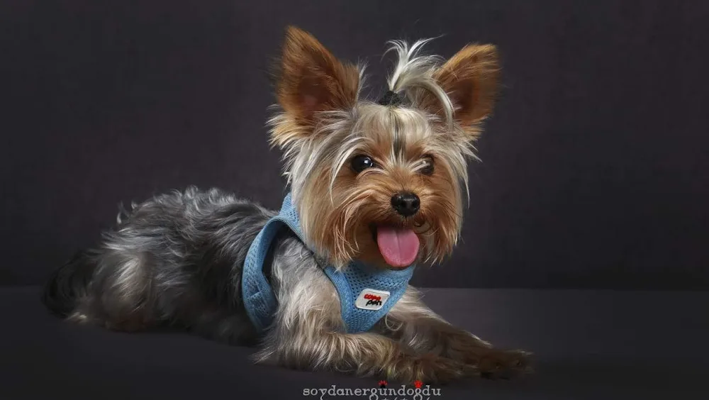 Keyifli Patim | Köpek Oteli | Köpek Pansiyonu | Pet Otel - Istanbul pet otel görseli 6