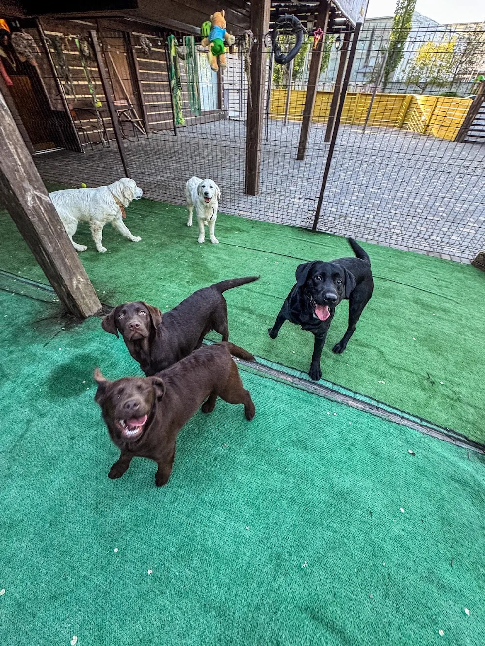 DOG PALACE - Одеський готель для собак - Khersonska pet otel görseli 3
