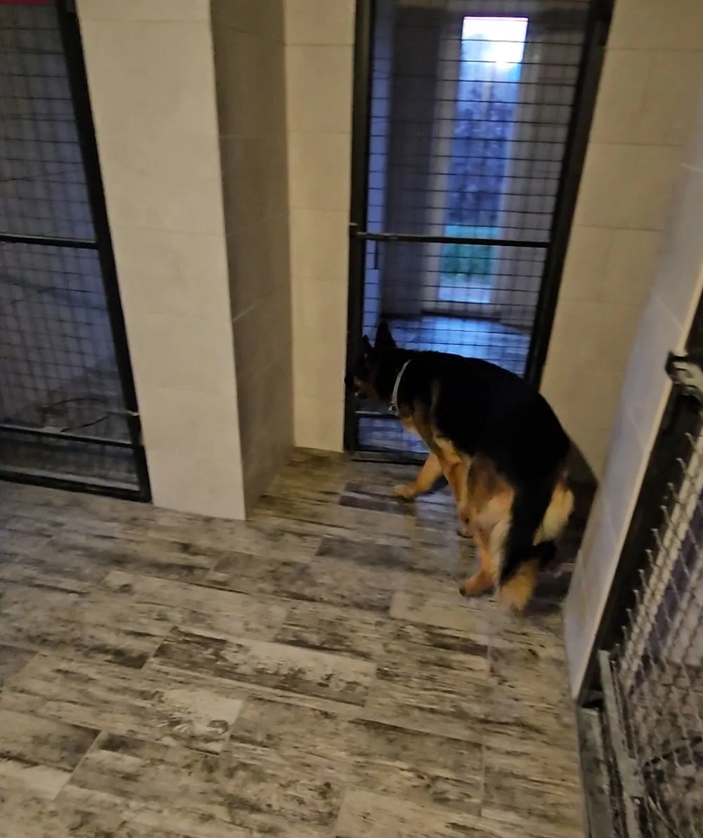 Готель для собак Ofeliya Dog Hotel - Khersonska pet otel görseli 7