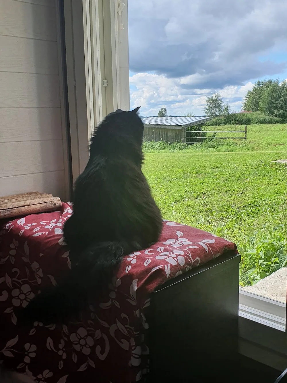 Jokiniemen Kissahoitola - Kiiminki pet otel görseli 3