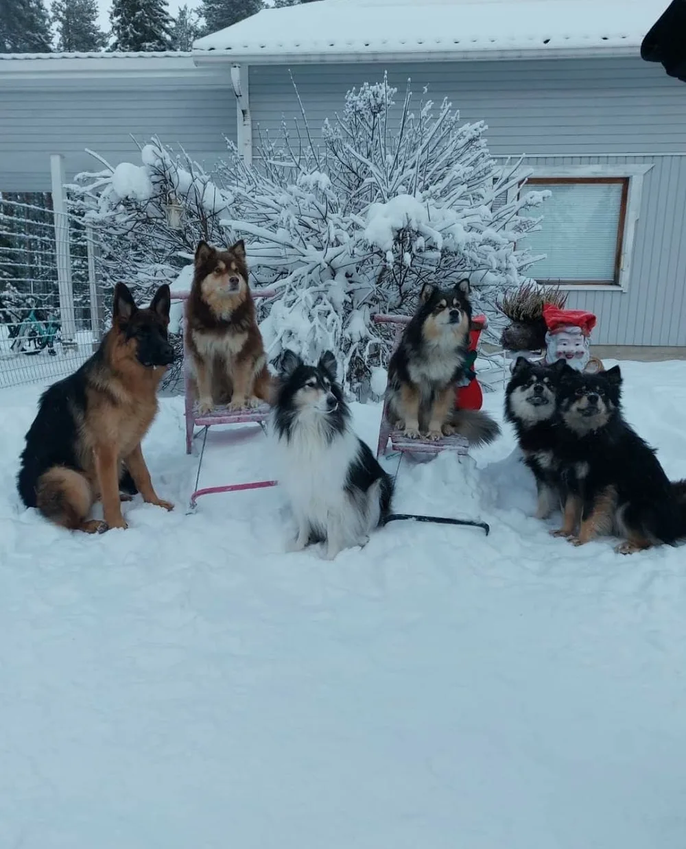 Kennel Kauniin - Kiiminki pet otel