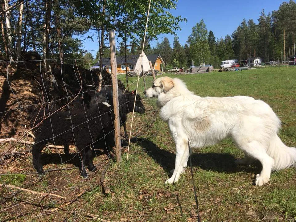 Koirahoitola / WillaHillan Eläinpalvelut - Kiiminki pet otel görseli 3