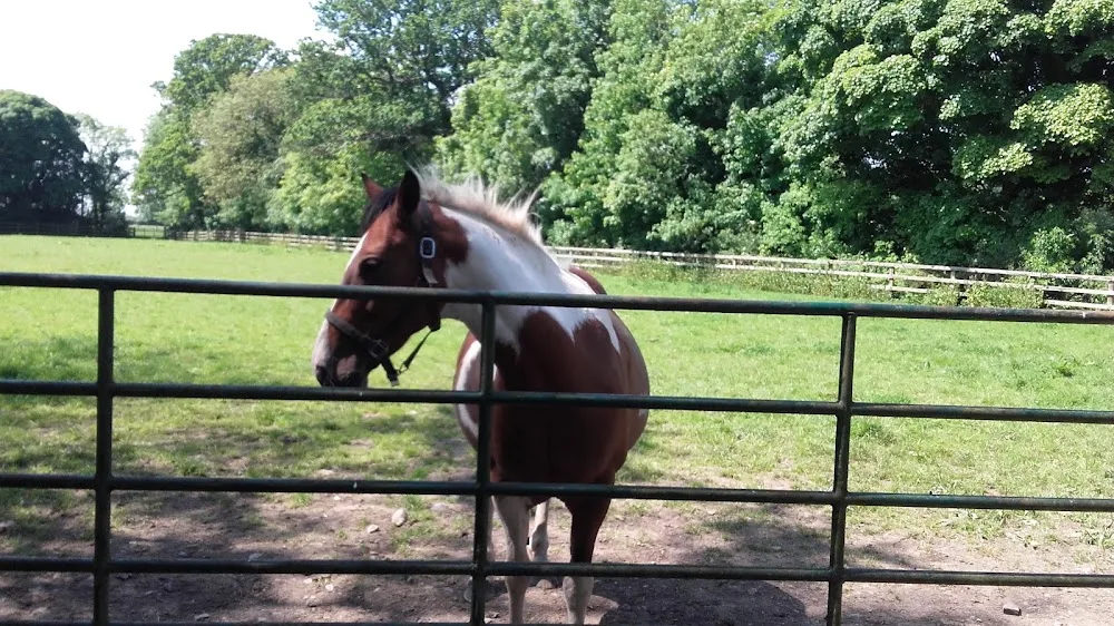 Allenswood Boarding Kennels - Kildare pet otel