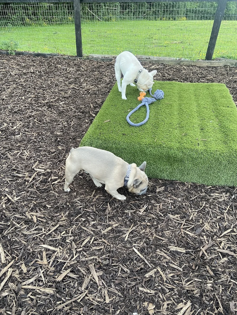 Aquilla Boarding Kennels - Kildare pet otel