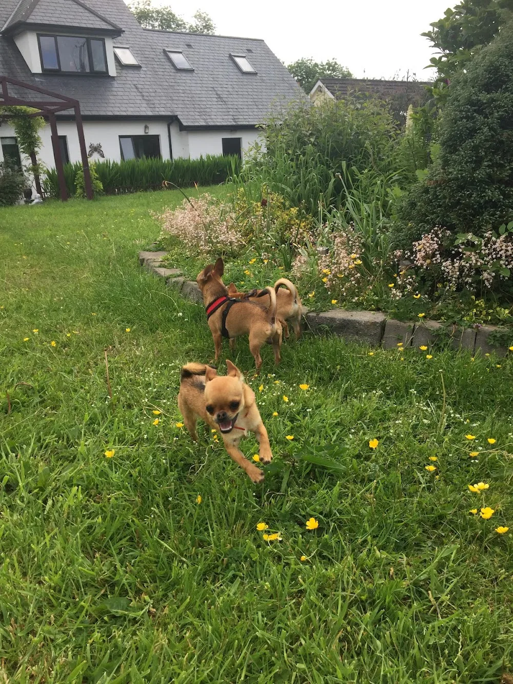 Ballymore Boarding Kennels & Cattery - Kildare pet otel