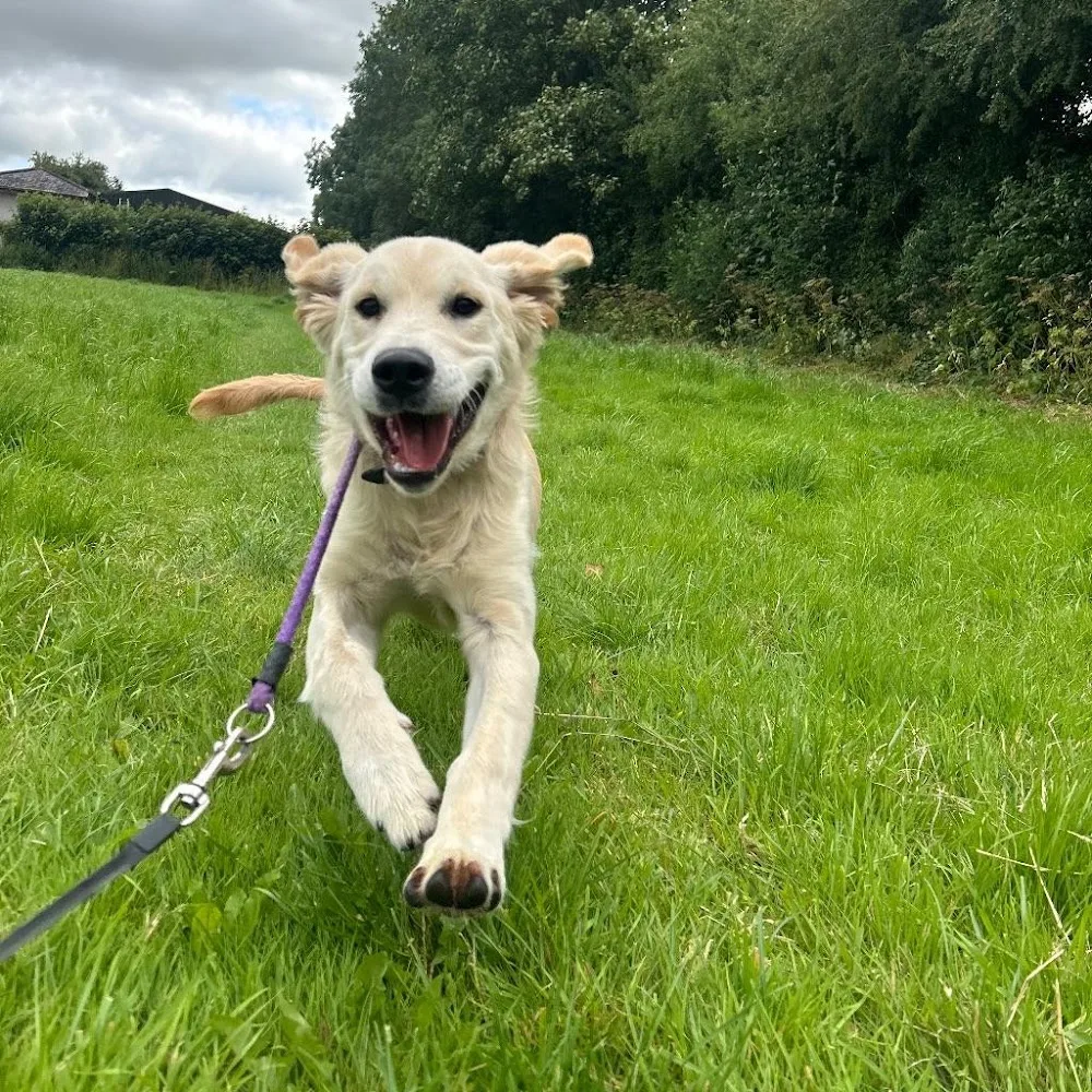 Brockhill Boarding Kennels and Cattery - Kildare pet otel görseli 7