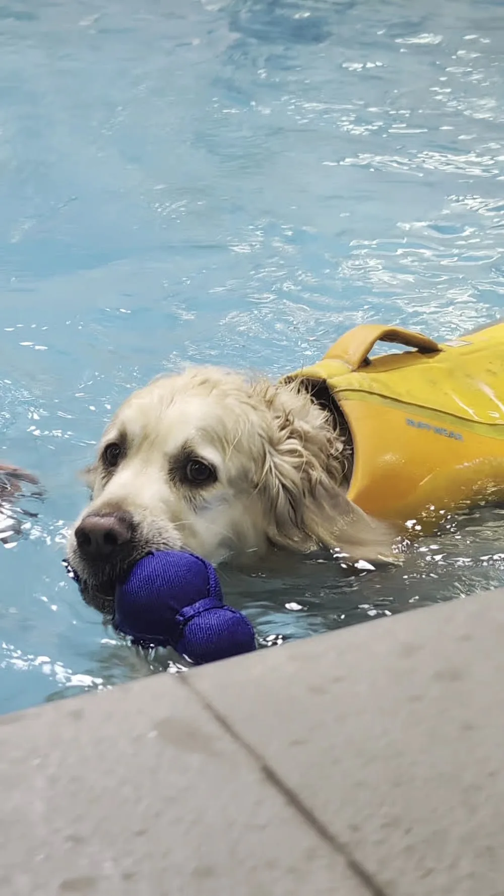 Canine Country Club - Kildare pet otel