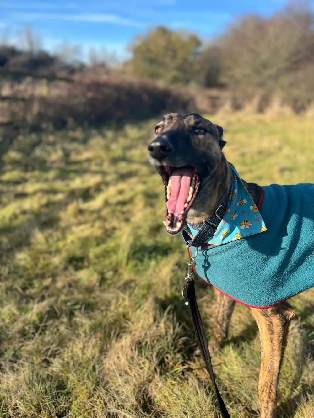 Dog Walking and Boarding Services - Kildare pet otel