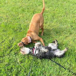 Dog Walking and Boarding Services - Kildare pet otel görseli 3
