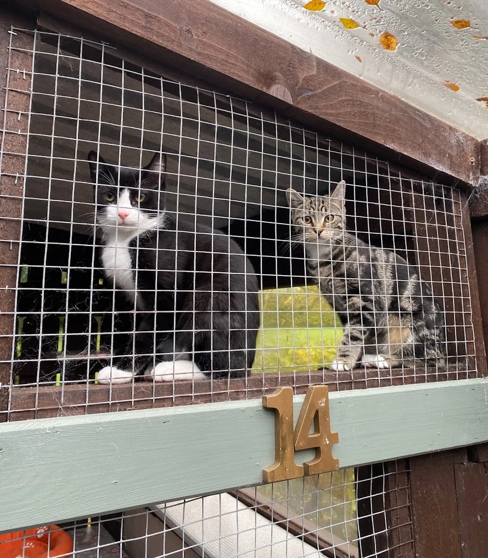 Donadea Cattery - Kildare pet otel görseli 7