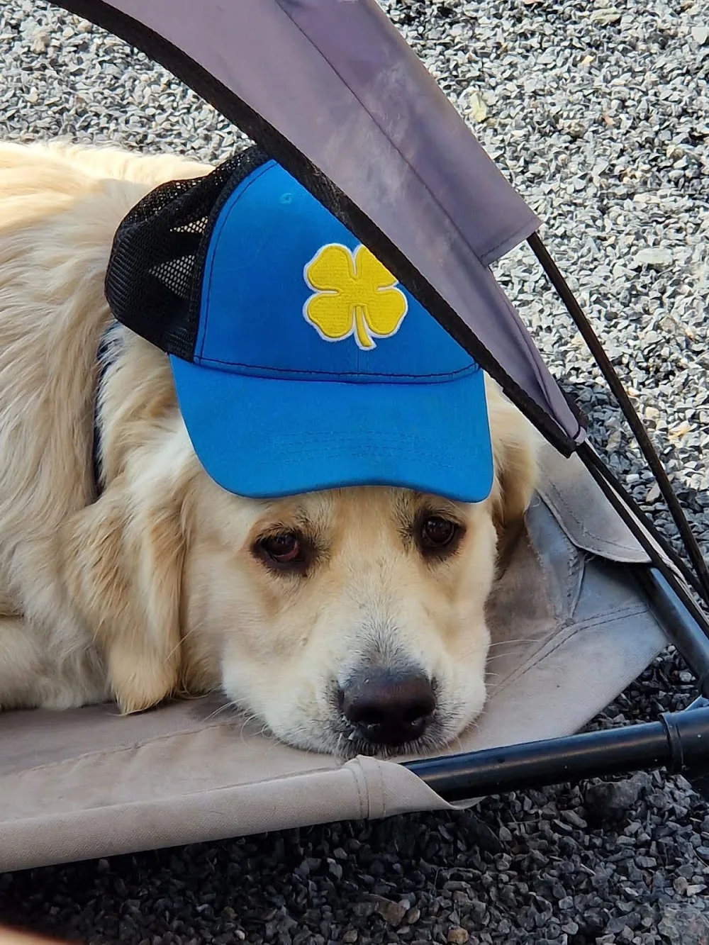 Donadea Country Kennels - Kildare pet otel