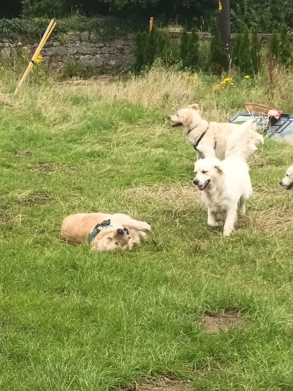 Donadea Country Kennels - Kildare pet otel görseli 7