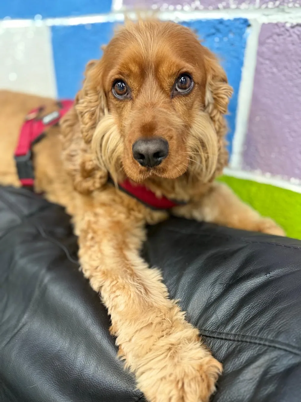 Fluffy Paws Doggie Daycare Ltd - Kildare pet otel