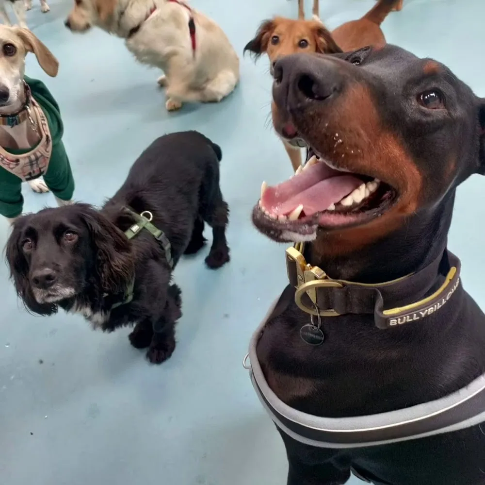 Fluffy Paws Doggie Daycare Ltd - Kildare pet otel görseli 3