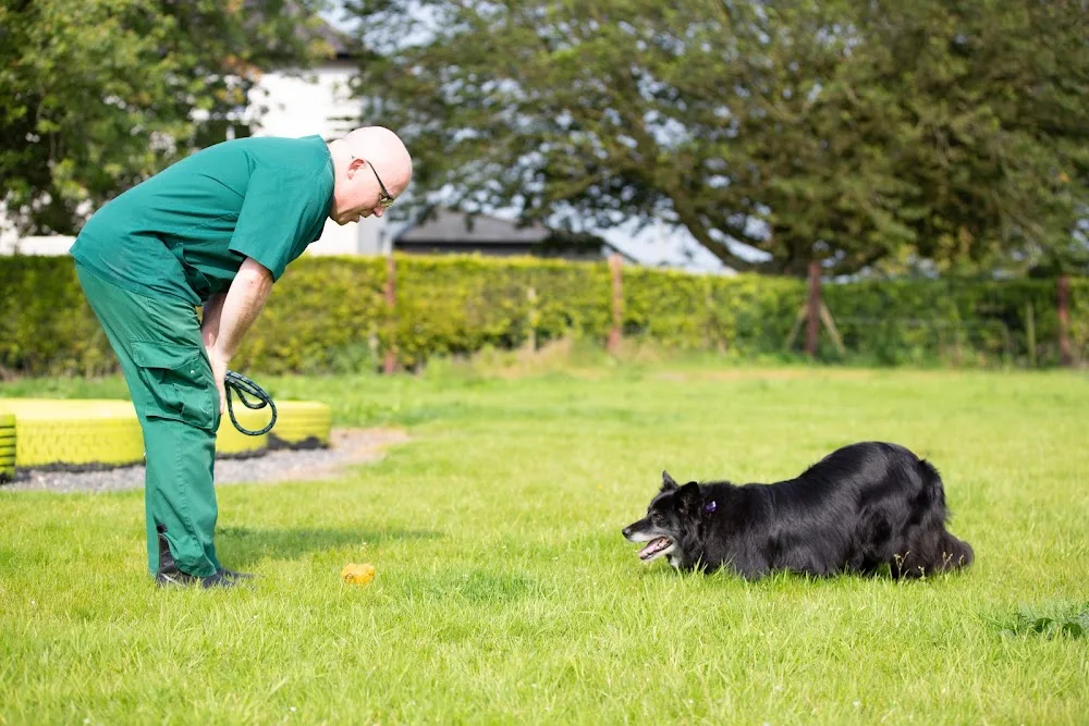 Gym Dog - Kildare pet otel görseli 3