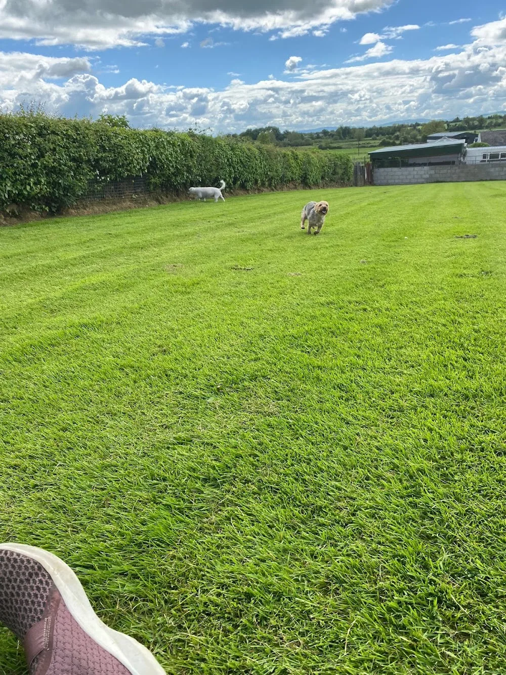 Home Away Boarding Kennels - Kildare pet otel görseli 6