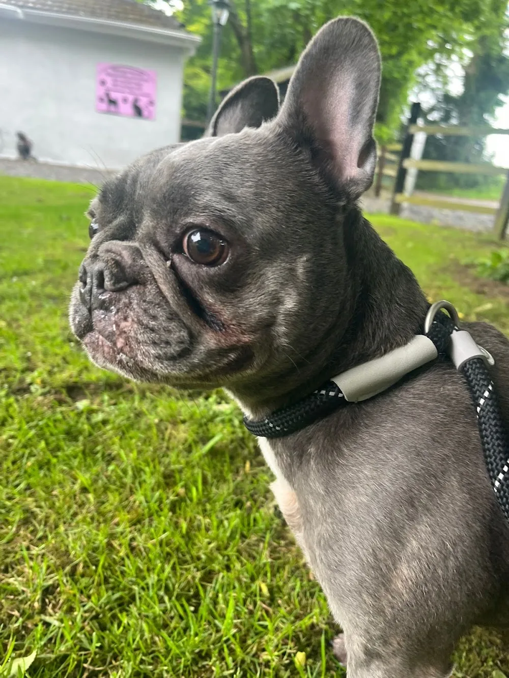 kildangan Boarding Kennels - Kildare pet otel görseli 15
