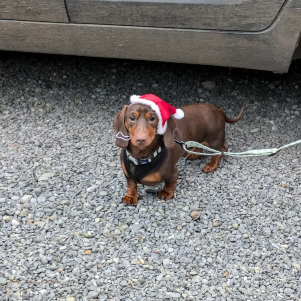kildangan Boarding Kennels - Kildare pet otel görseli 8